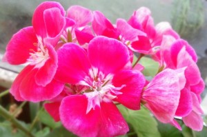 pink_flowers_by_purplestory-d6365ib